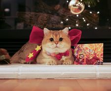 Instagram post by @maple.cat