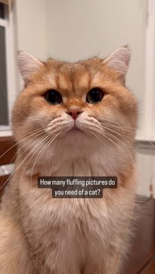 Instagram post by @maple.cat