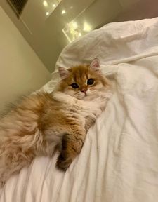 Instagram post by @maple.cat