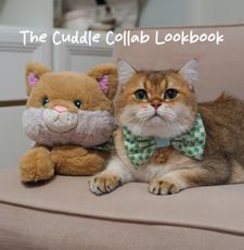 Instagram post by @maple.cat