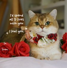 Instagram post by @maple.cat