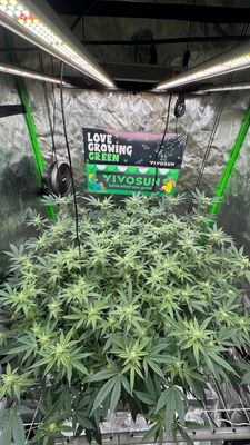 Instagram post by @mccannabisluke