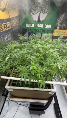 Instagram post by @mccannabisluke