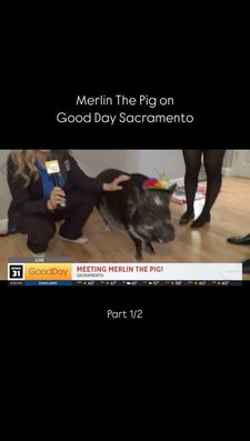 Instagram post by @merlinthepig