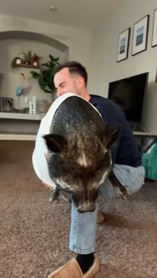 Instagram post by @merlinthepig