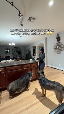Instagram post by @merlinthepig