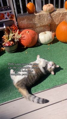 Instagram post by @mollymollzthetabby