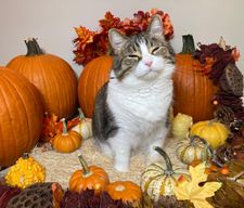 Instagram post by @mollymollzthetabby