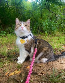 Instagram post by @mollymollzthetabby