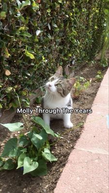 Instagram post by @mollymollzthetabby