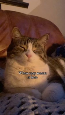 Instagram post by @mollymollzthetabby