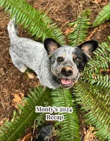 Instagram post by @montyandsashimi