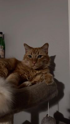 Instagram post by @mrkermitmeow