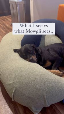 Instagram post by @my_rottie_mowgli