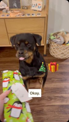 Instagram post by @my_rottie_mowgli