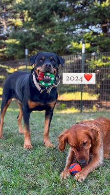 Instagram post by @my_rottie_mowgli
