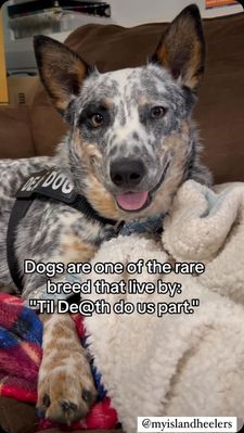 Instagram post by @myislandheelers