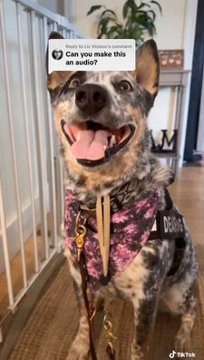 Instagram post by @myislandheelers