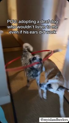 Instagram post by @myislandheelers