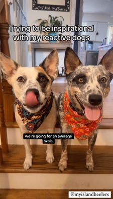 Instagram post by @myislandheelers