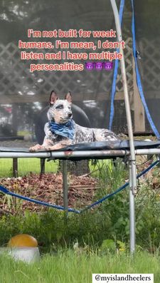 Instagram post by @myislandheelers