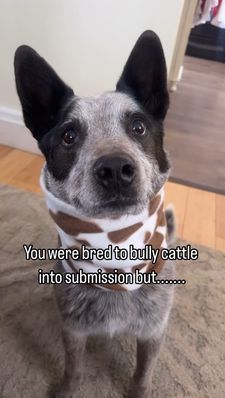 Instagram post by @myislandheelers