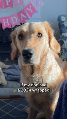 Instagram post by @nellthegoldenretriever