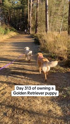 Instagram post by @nellthegoldenretriever