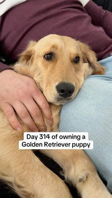 Instagram post by @nellthegoldenretriever