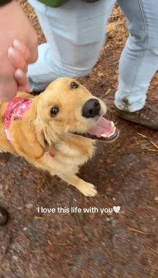 Instagram post by @nellthegoldenretriever