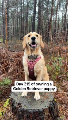 Instagram post by @nellthegoldenretriever