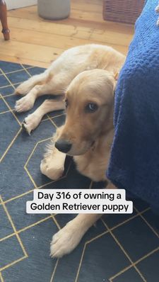 Instagram post by @nellthegoldenretriever