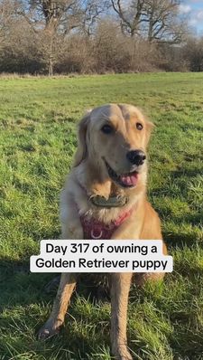 Instagram post by @nellthegoldenretriever