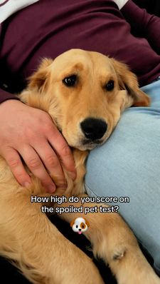 Instagram post by @nellthegoldenretriever