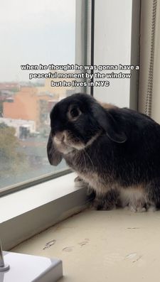 Instagram post by @nyc.buns