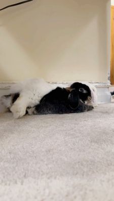 Instagram post by @nyc.buns