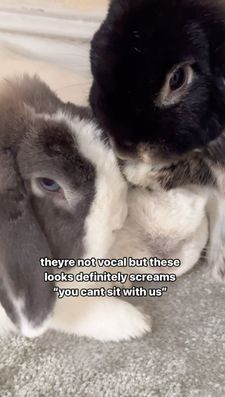 Instagram post by @nyc.buns