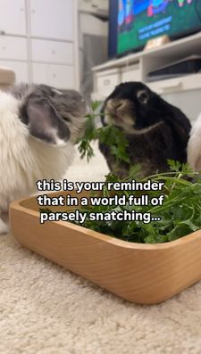 Instagram post by @nyc.buns