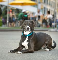 Instagram post by @nycstreetdogs