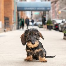 Instagram post by @nycstreetdogs