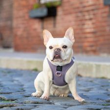Instagram post by @nycstreetdogs