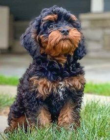 Instagram post by @officialreesespup