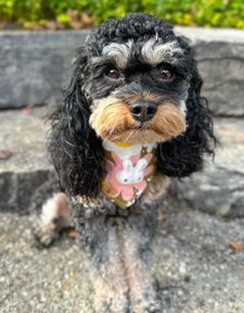 Instagram post by @officialreesespup