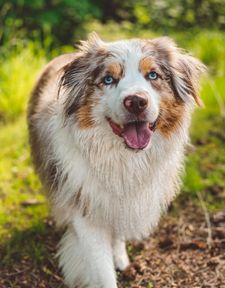 Instagram post by @ourlittlebuddybeau