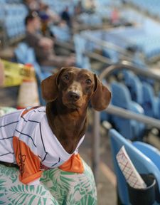Instagram post by @parker.dachshund