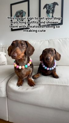 Instagram post by @parker.dachshund