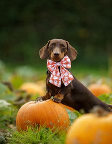 Instagram post by @parker.dachshund