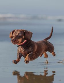 Instagram post by @parker.dachshund