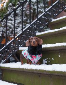 Instagram post by @parker.dachshund