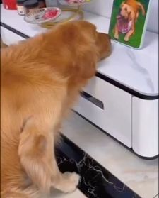 Instagram post by @petpuppys82